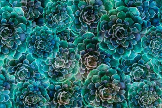 Blossom Succulents Fabric QT Fabrics - Dan Morris - Priced By the 1/2 Yard - Cut continuously